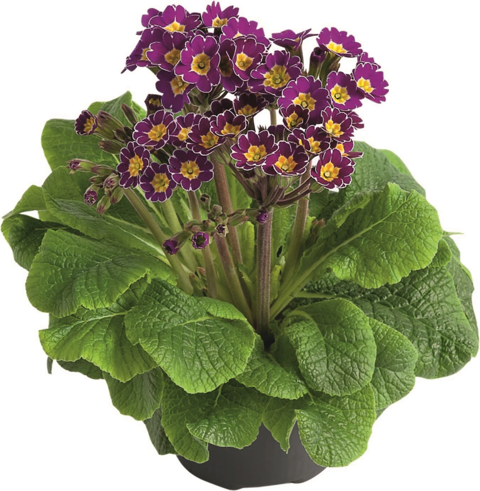 Primula little Queen P10,5 cm