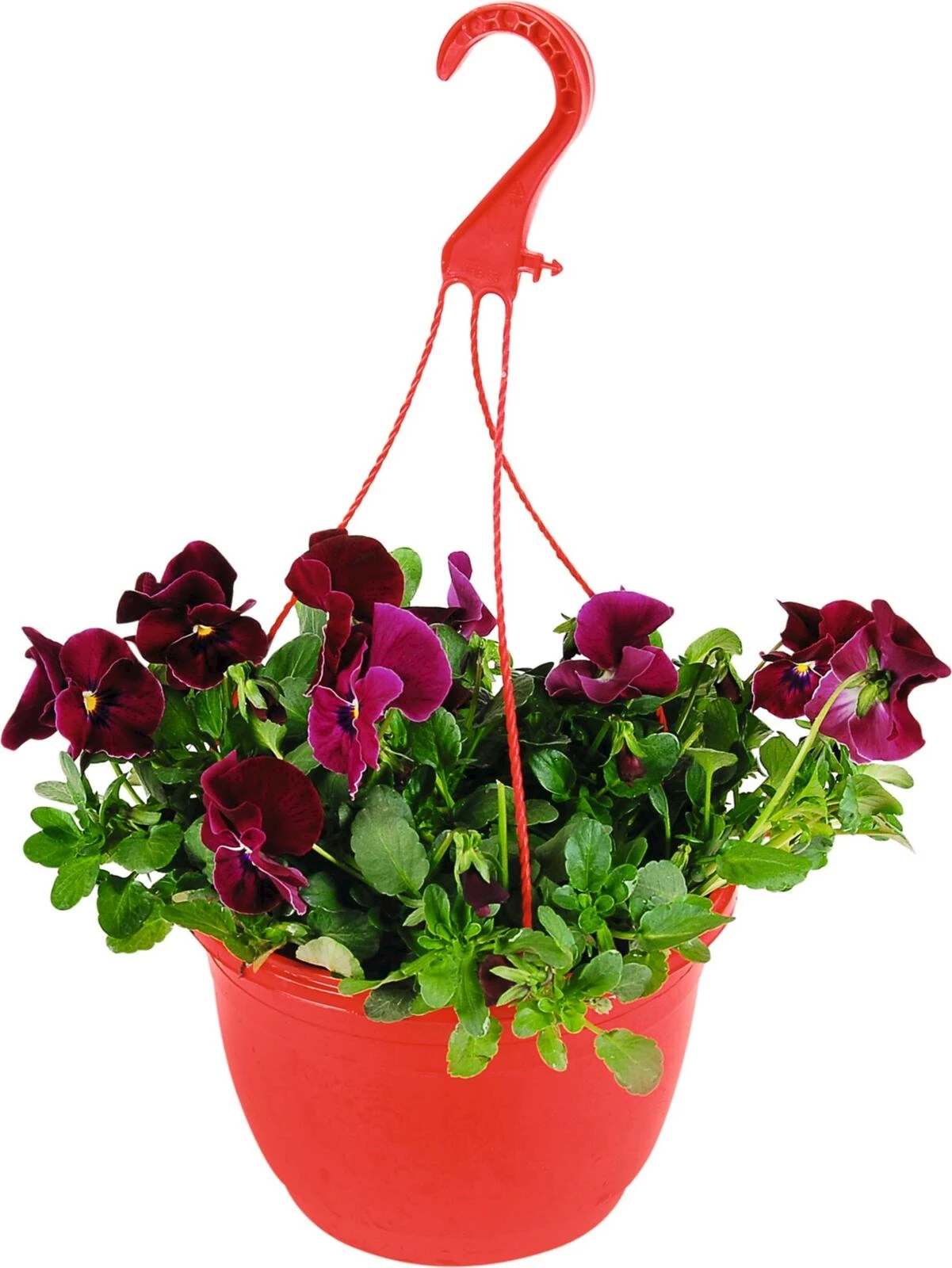 Cool Wave Farbampeln ass. P20 cm