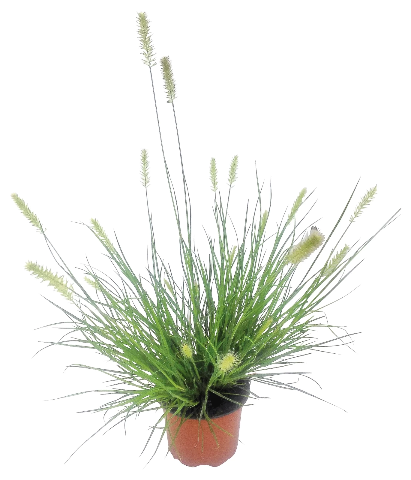 Pennisetum Little Bunny P13 cm