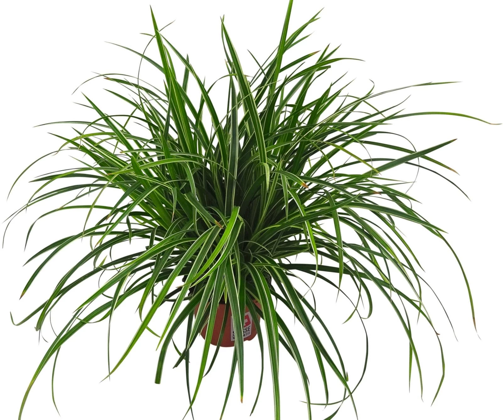 Carex Icedancer P13 cm