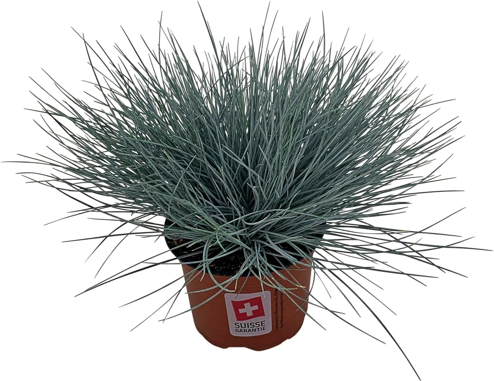 Festuca glauca P13 cm