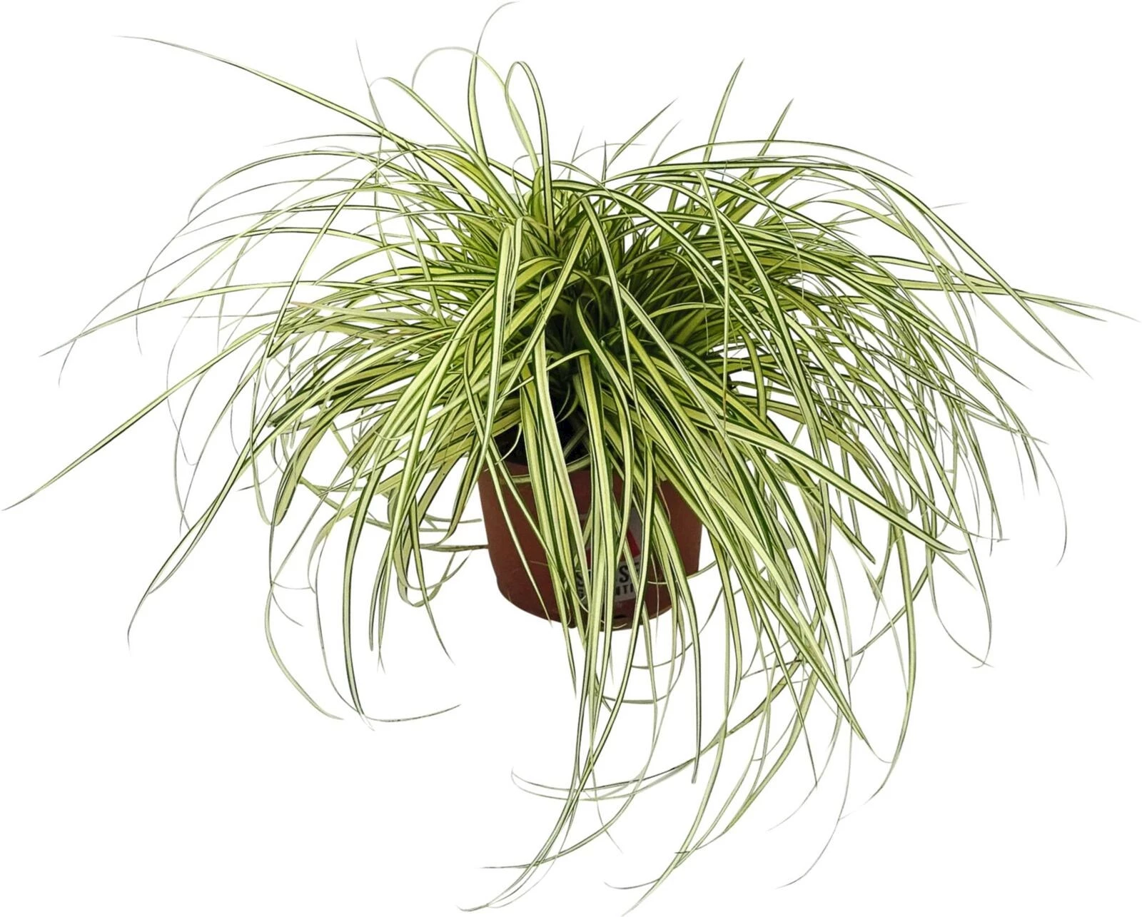 Carex evergold P13 cm