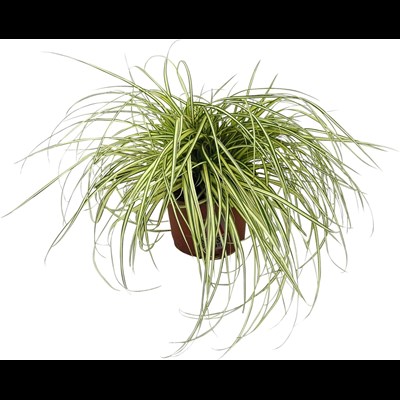 Carex evergold P13 cm