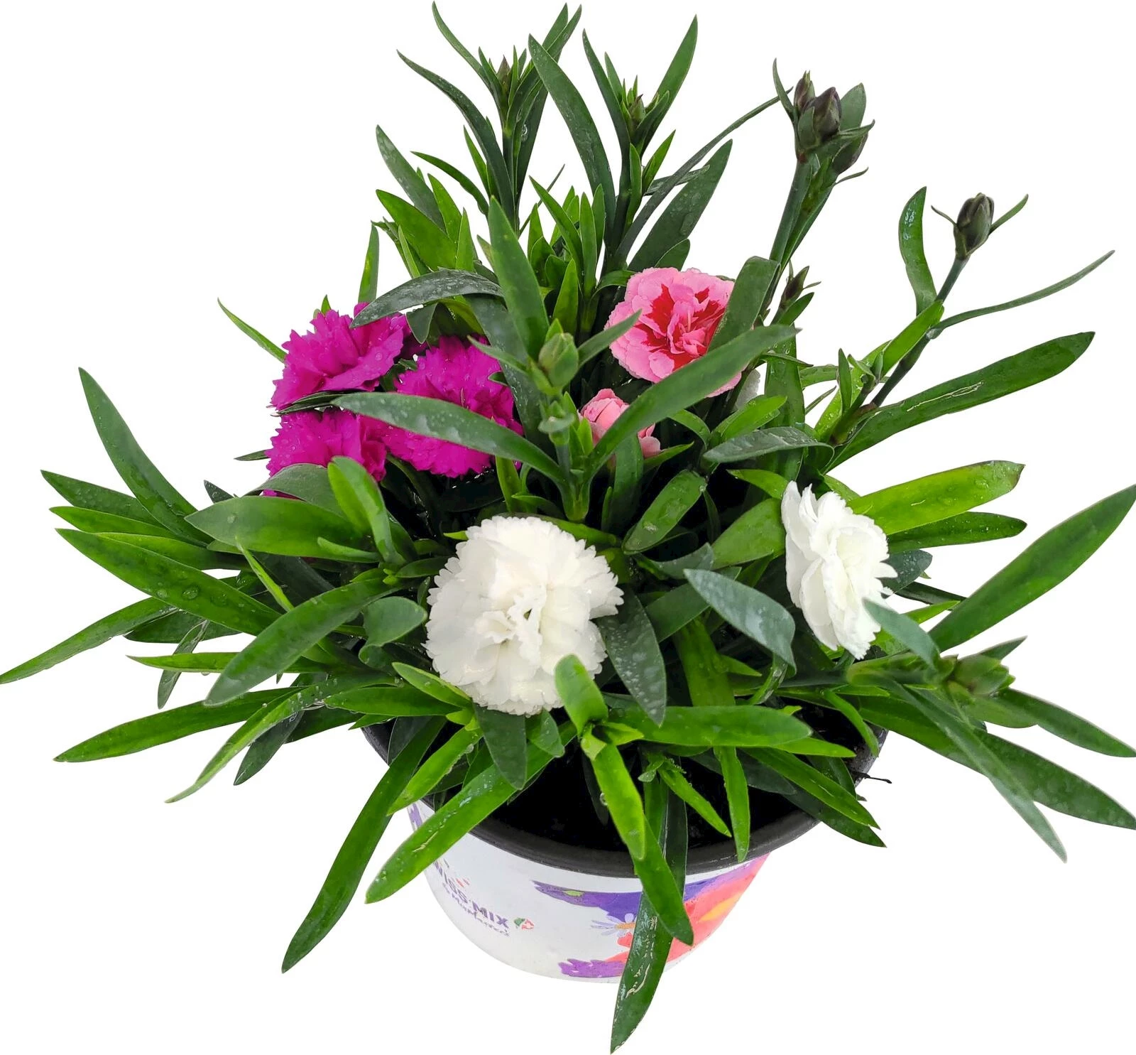 Gartennelken Swiss P14 cm