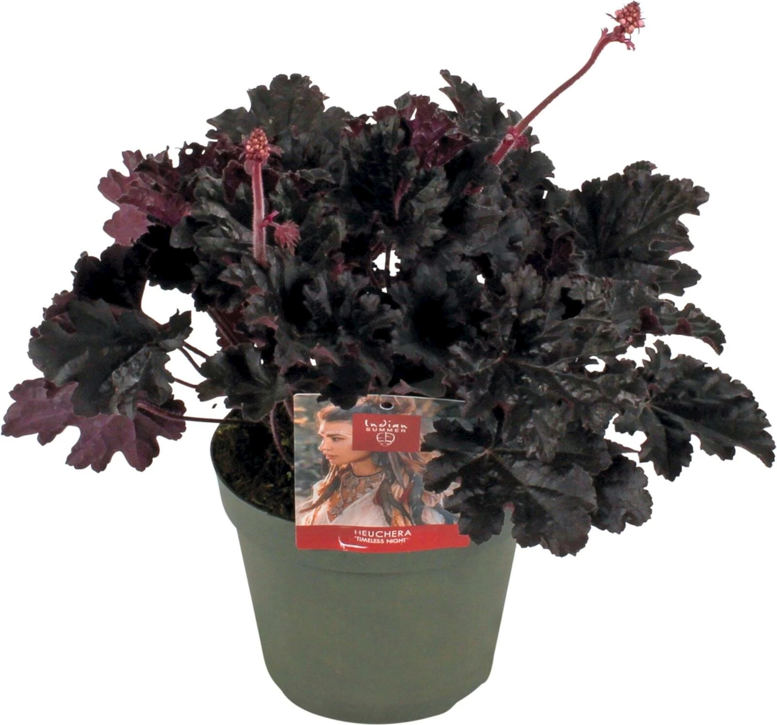 Heuchera P15 cm