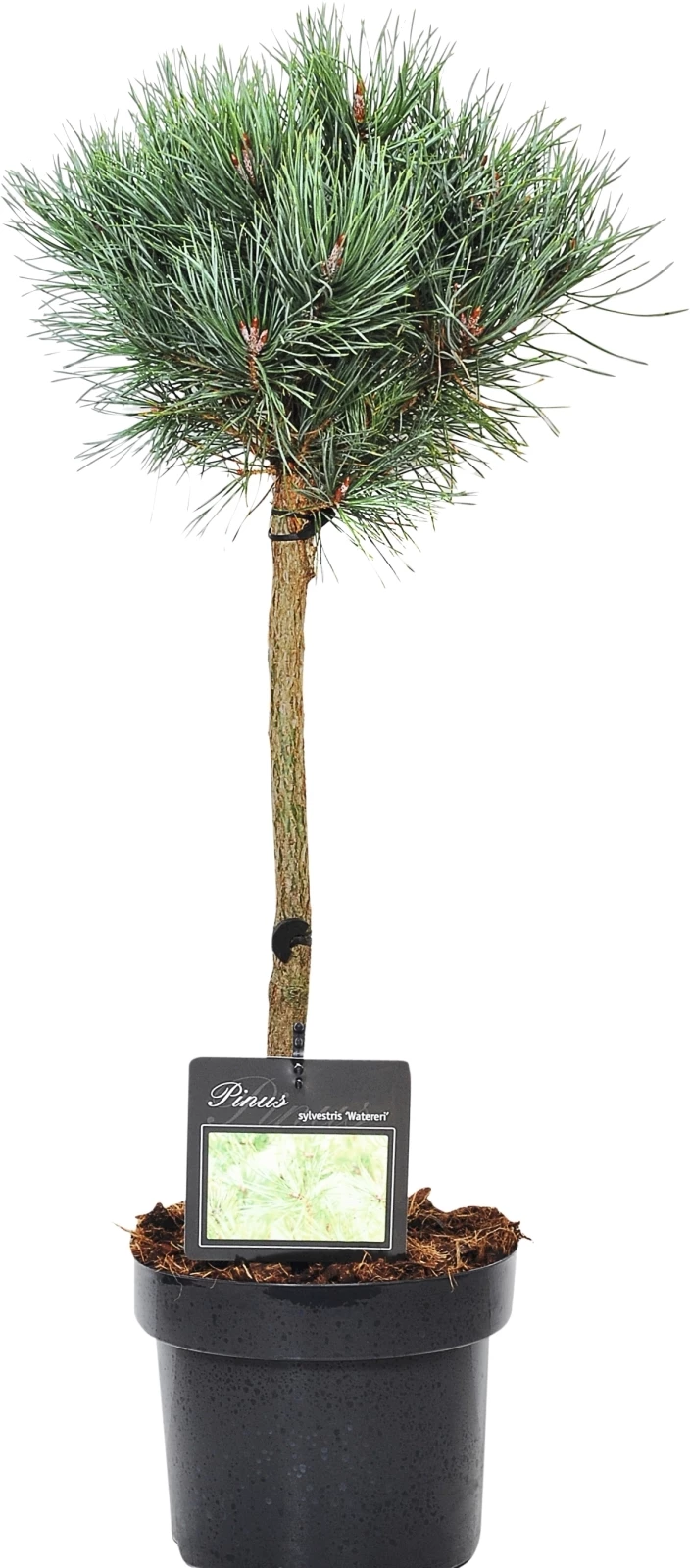 Conifères noble tige P5l