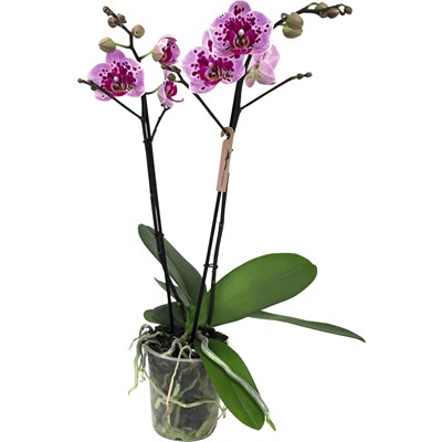 Phalaenopsis Amsterdam P12 cm