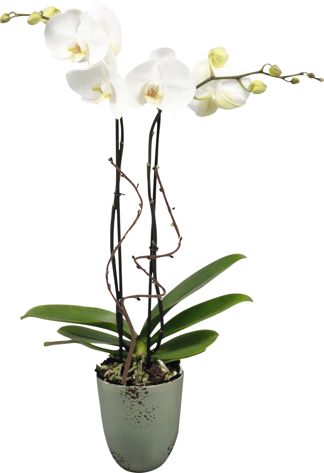 Skelang - Lot De 2 Paniers Roulants Pour Plantes Avec Réservoir D'eau - Facile à Déplacer - Bleu Nordique - 34 Cm
