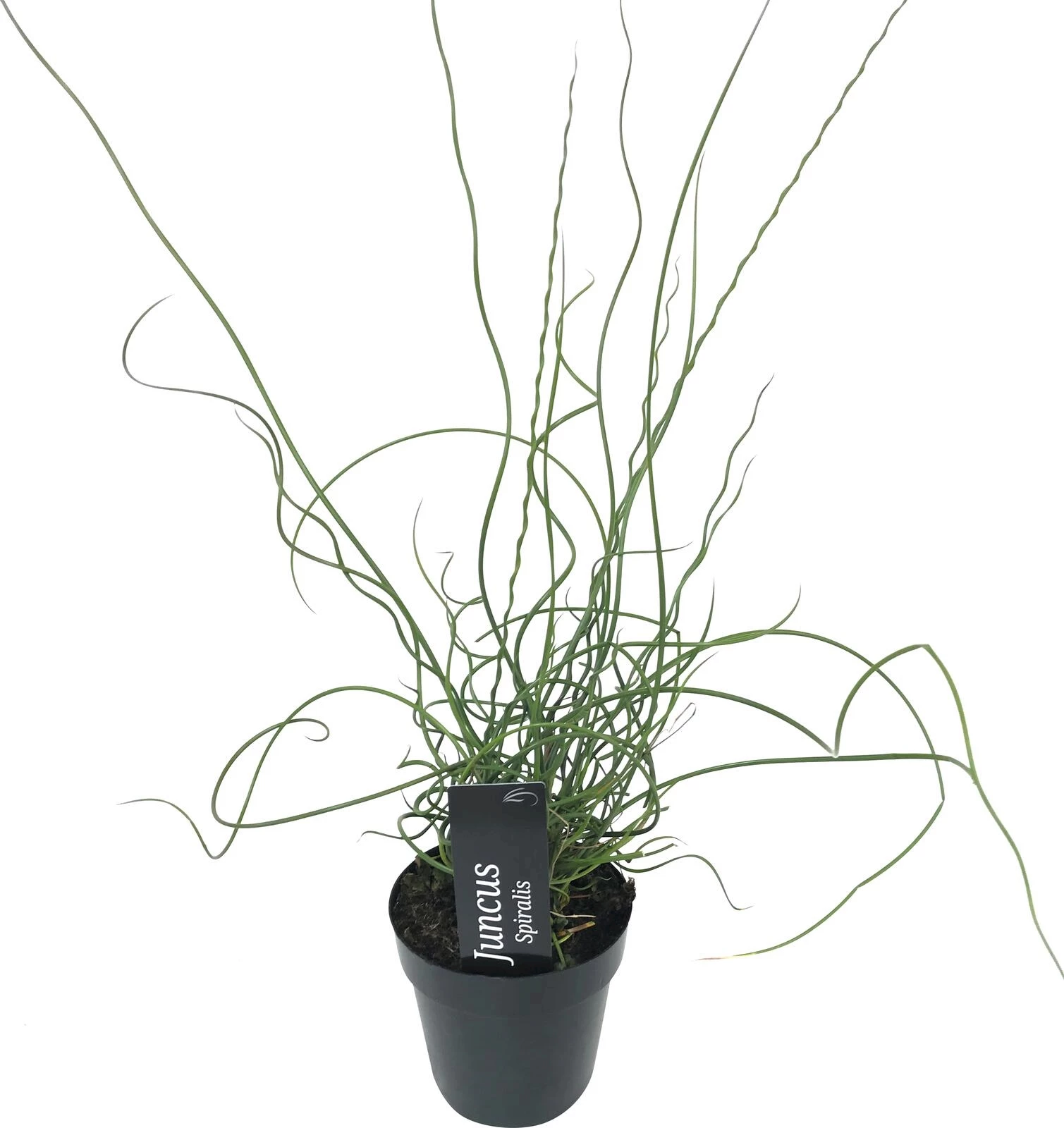 Juncus spiralis P12 cm