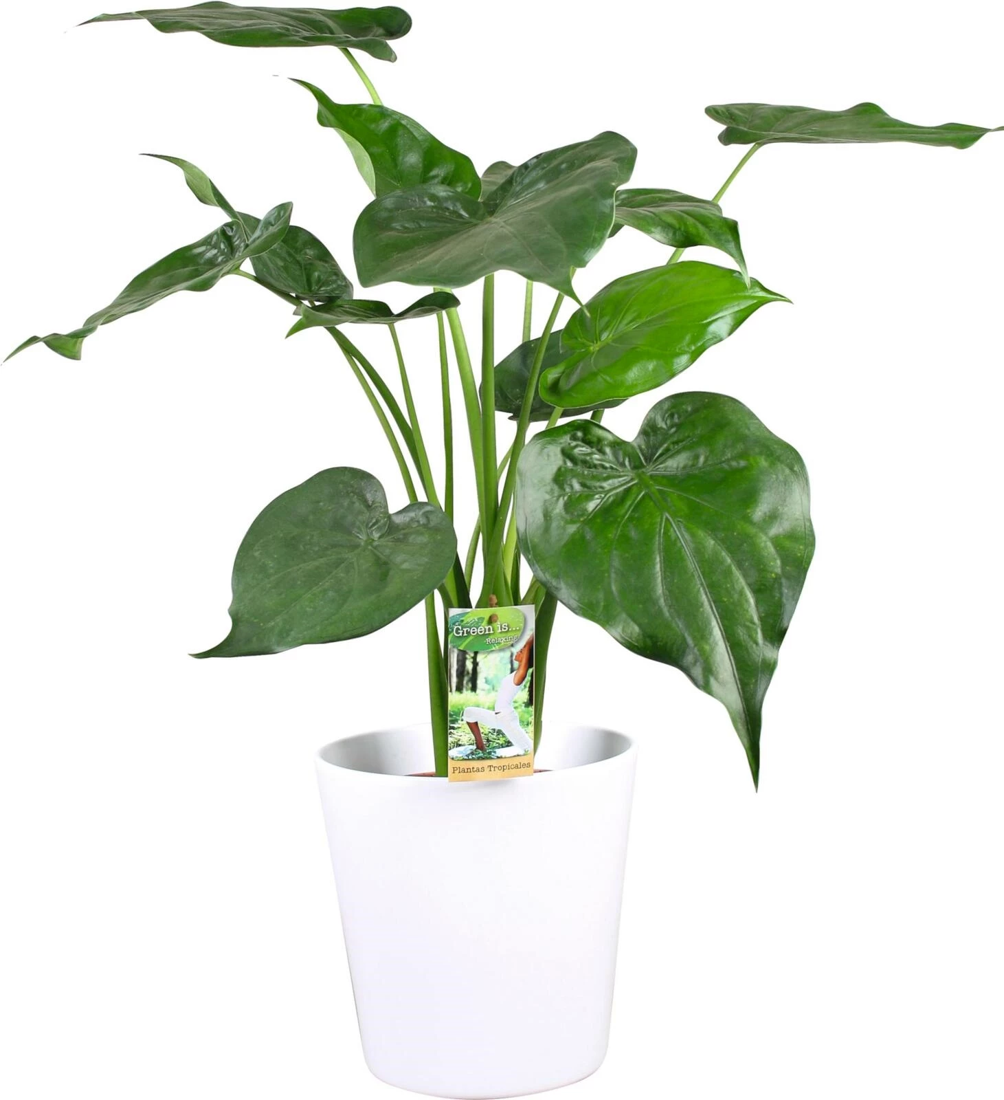 Grünpflanzen Im Keramik P21 cm