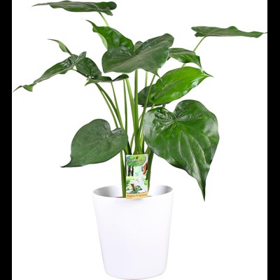 Plante verte en céramique P21 cm