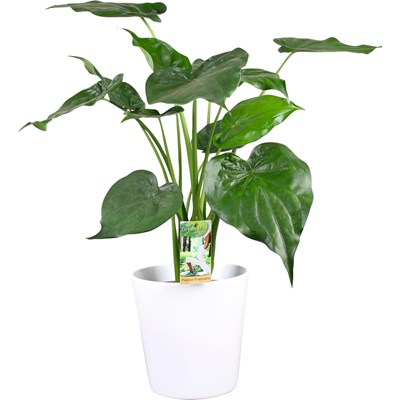 Plante verte en céramique P21 cm