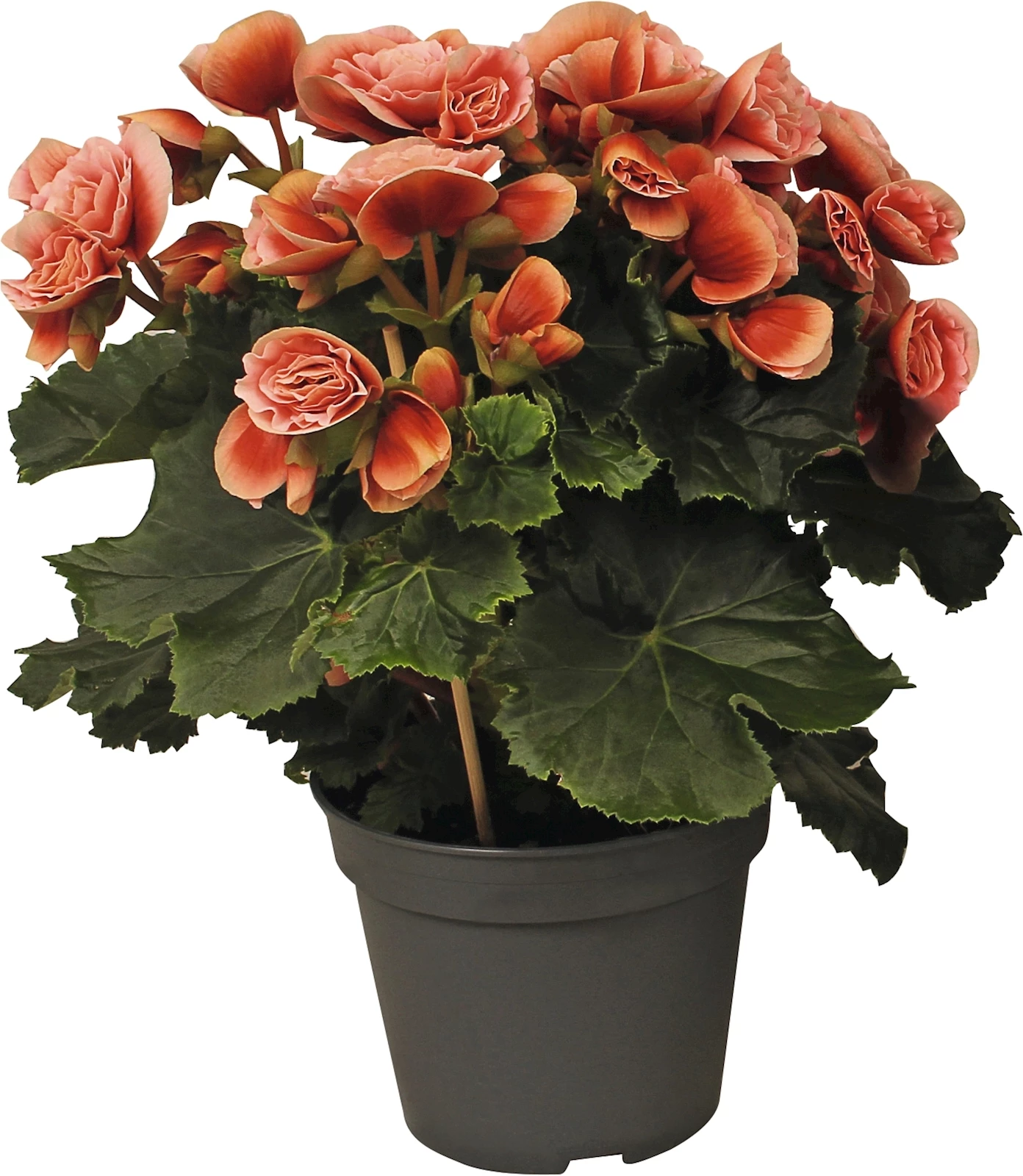 Begonia Valencia P14 cm
