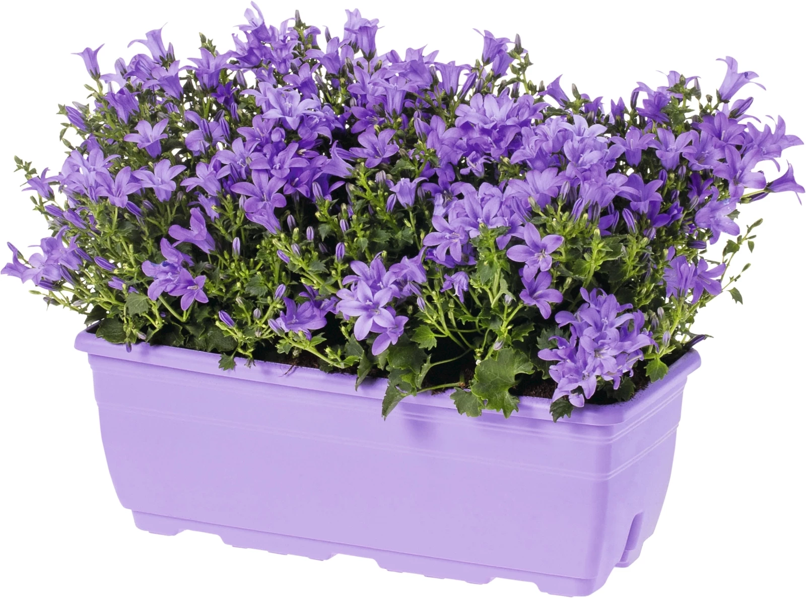 Campanula Balkonkasten P27 cm