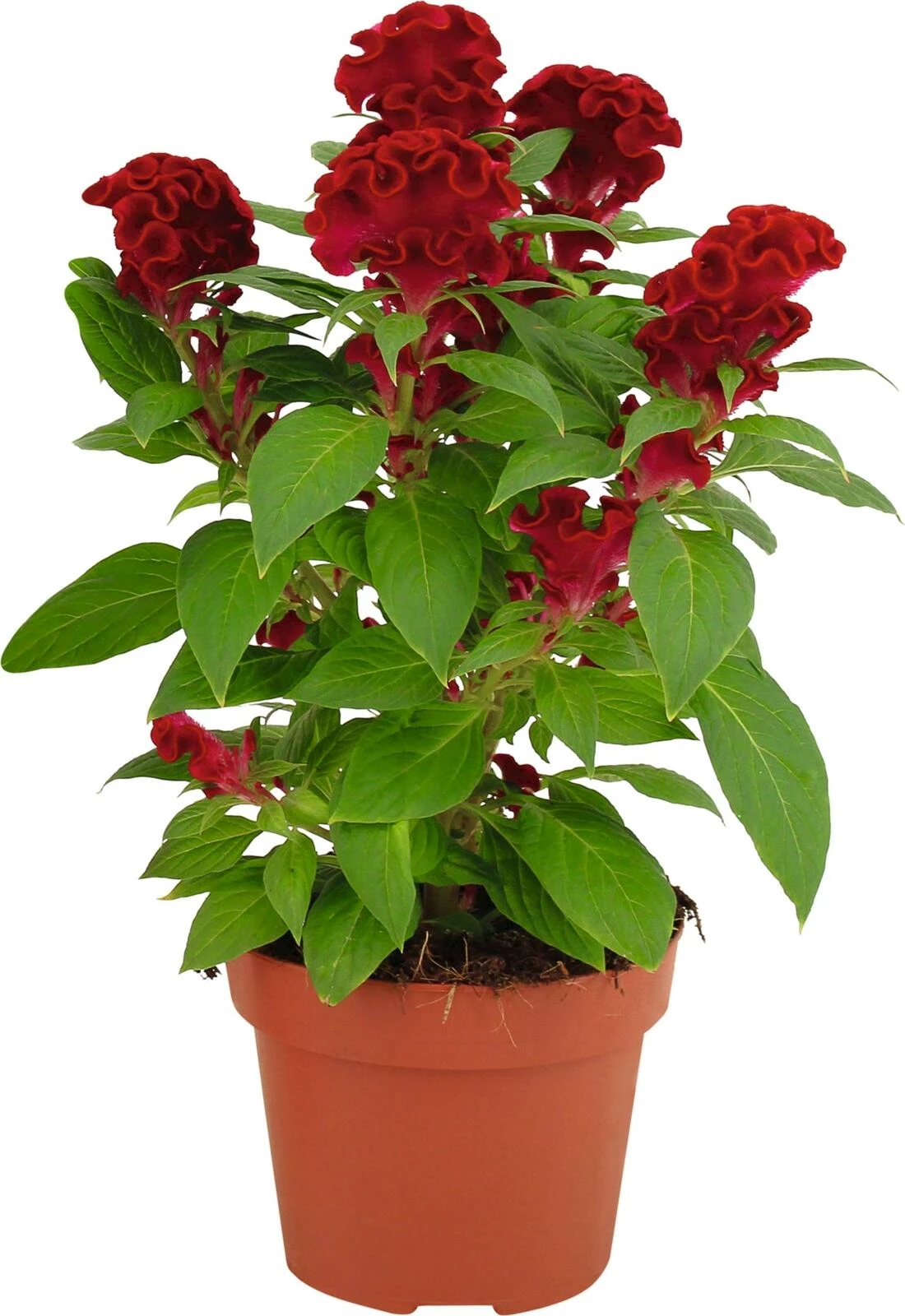 Celosia Cristata P13 cm