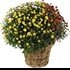 Chrysanthemen en corbeille P19 cm