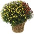 Chrysanthemen im Korb P19 cm