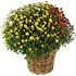 Chrysanthemen im Korb P19 cm