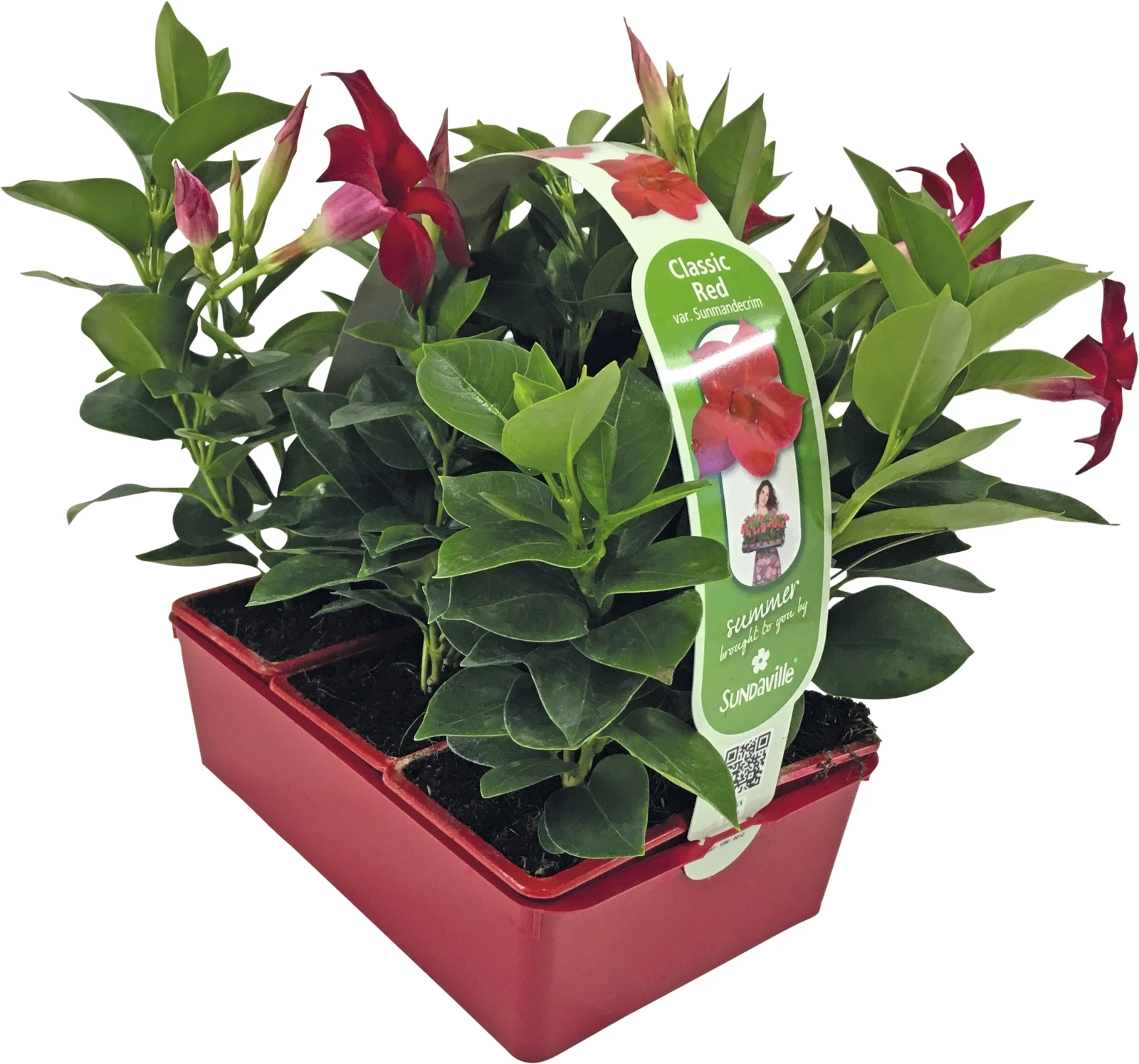 Dipladenia set à 6 pièces rouge
