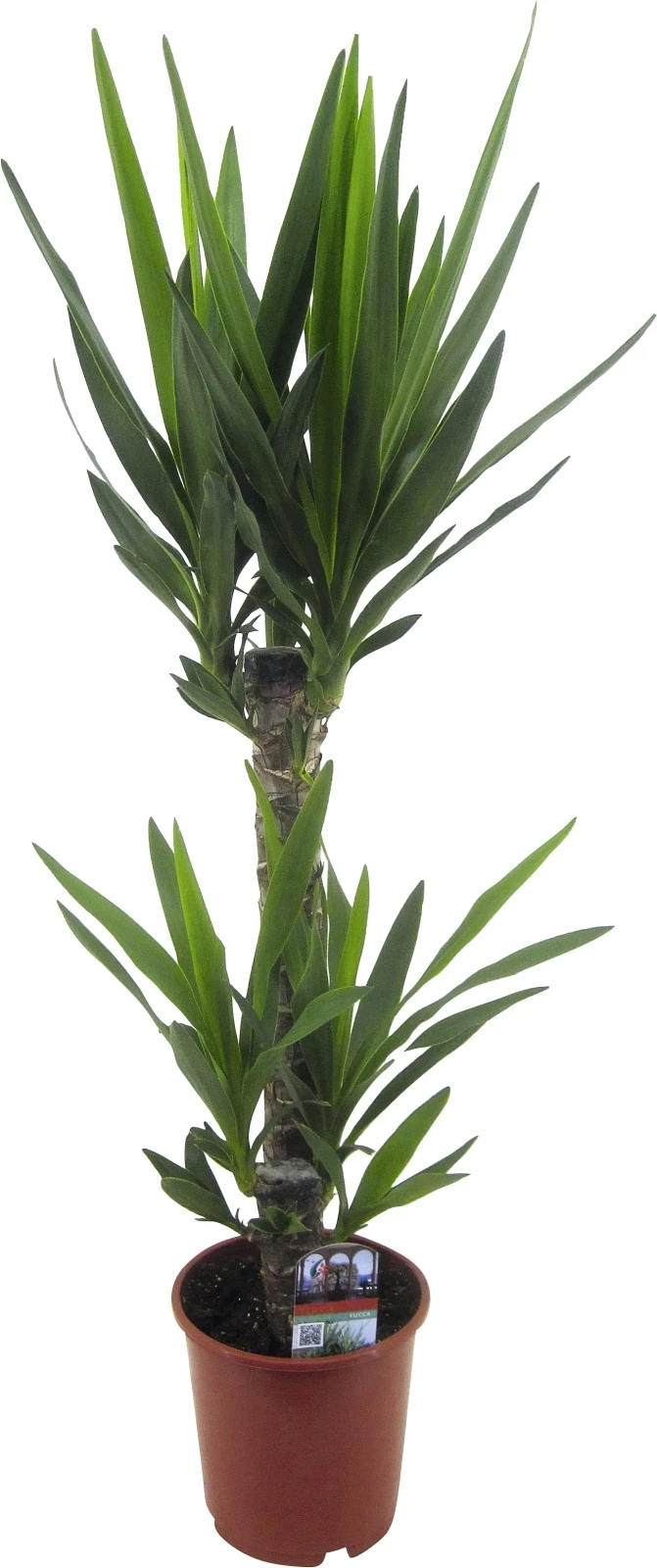 Yucca P17 cm