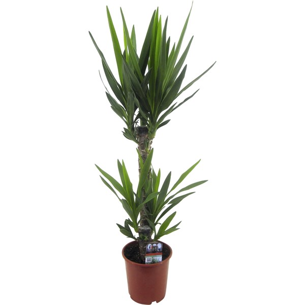 Yucca P17 cm