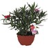 Oleander Terina P25 cm
