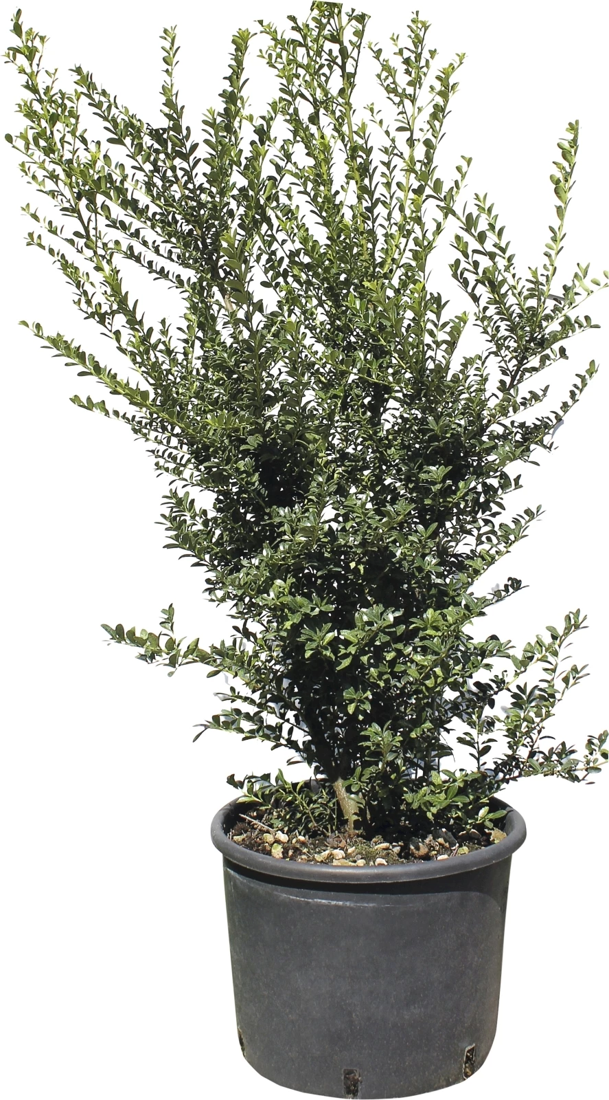 Ilex Crenata Busch P10 l kaufen Baumschule LANDI