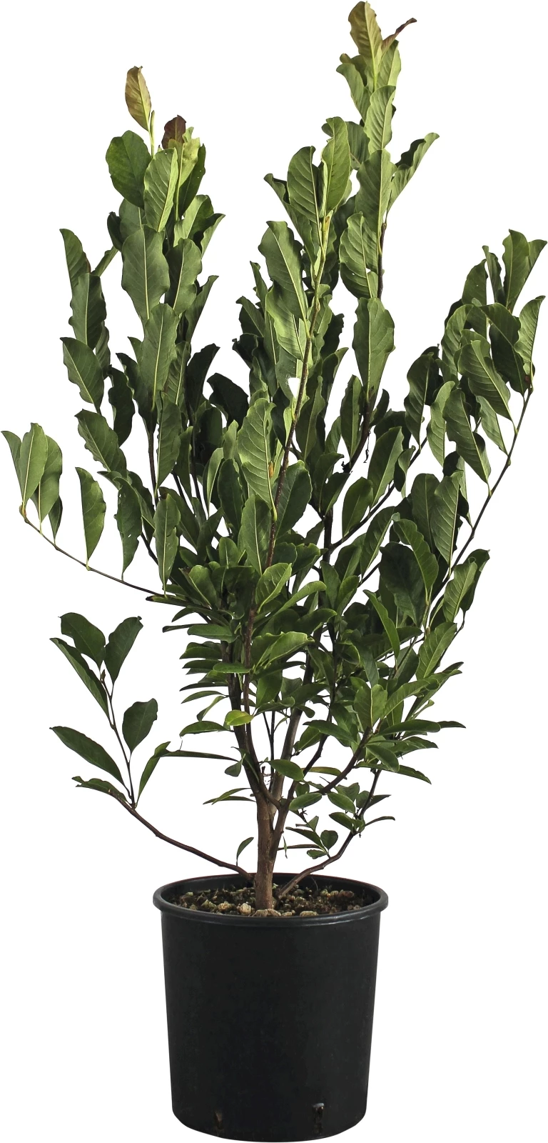 Magnolia Soulangeana P18 l