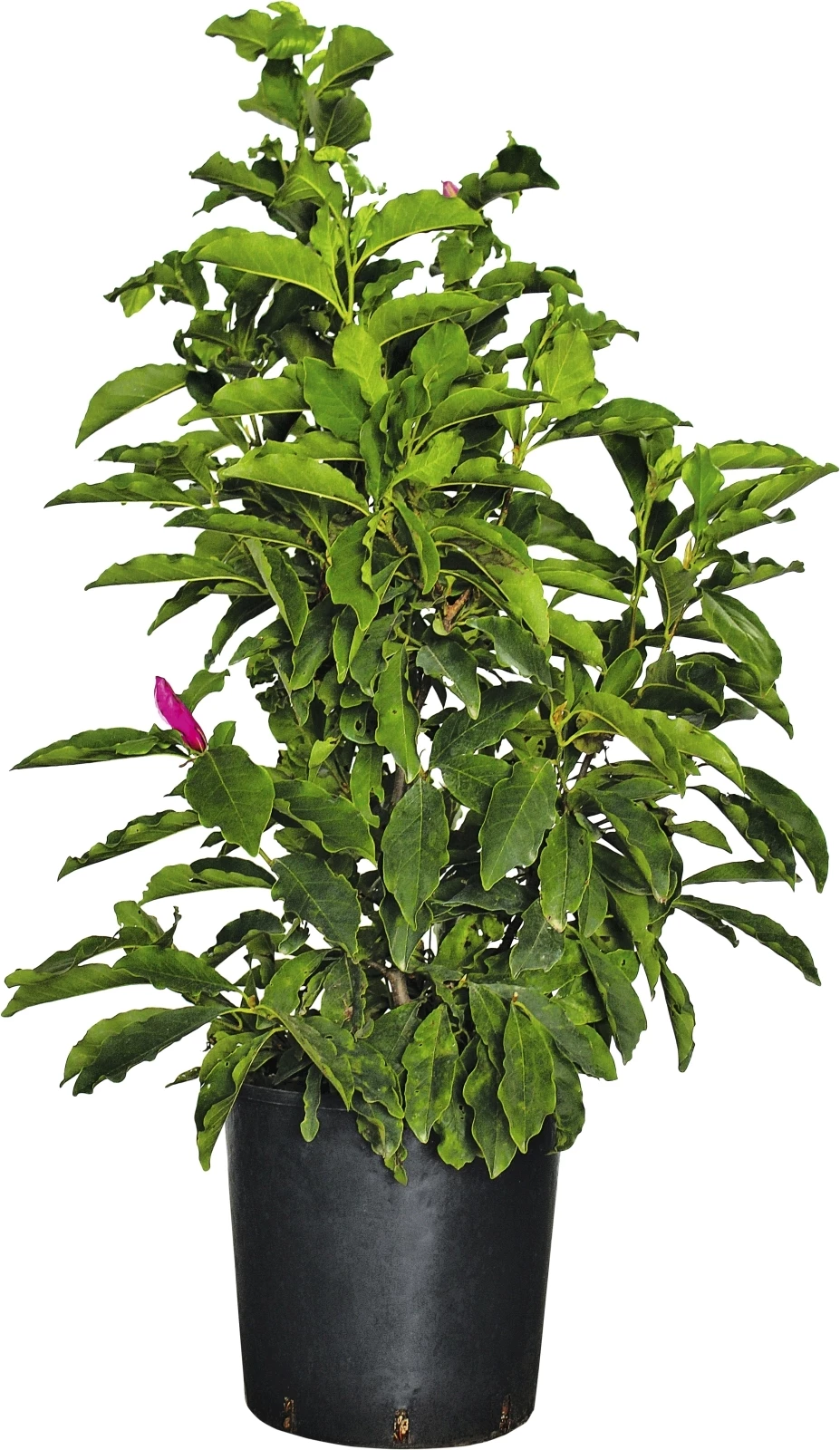 Magnolia Susan P18 l