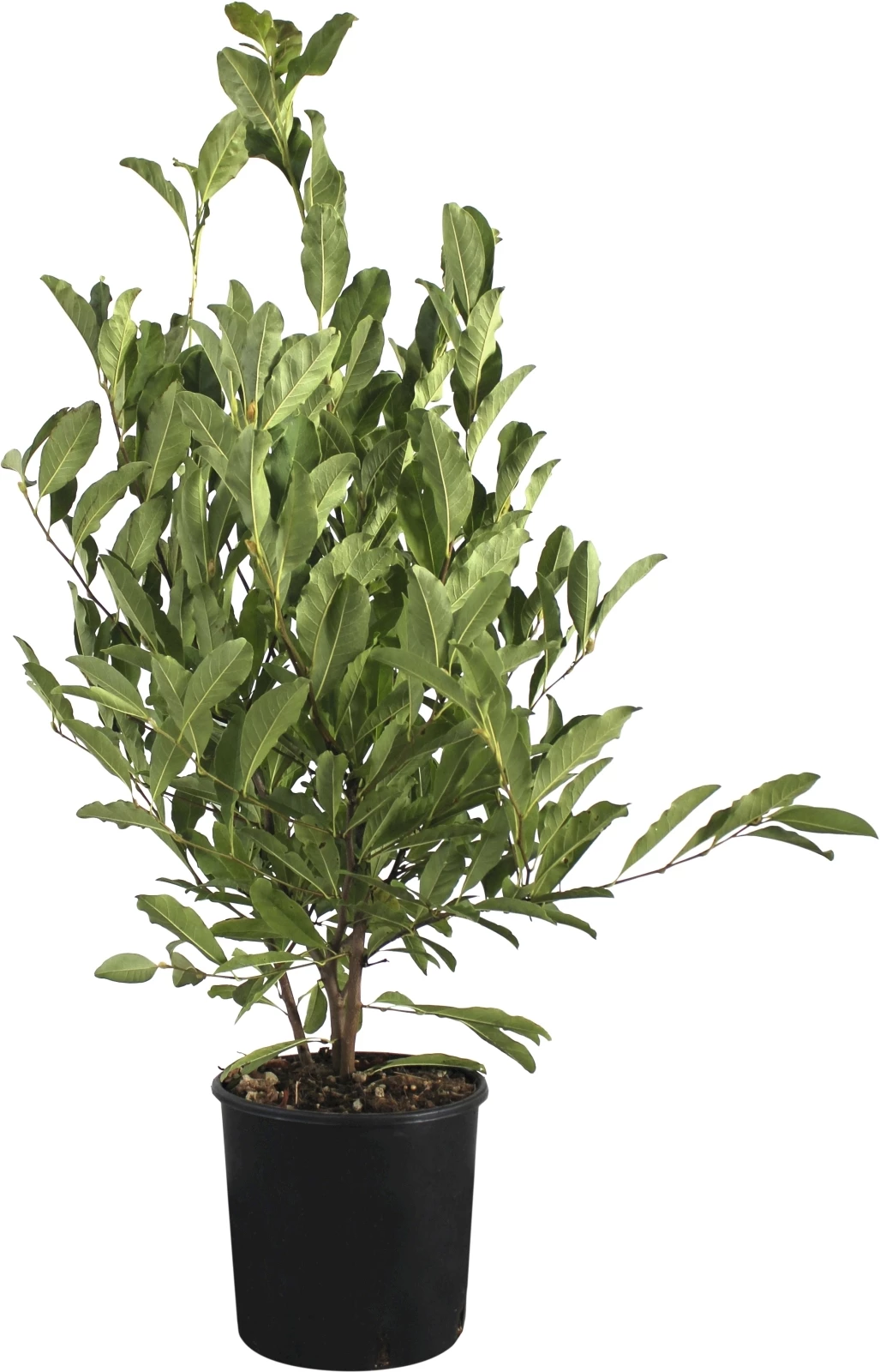 Magnolia Soulangeana P10 l