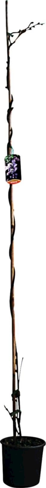 Wisteria Sinensis P10 l