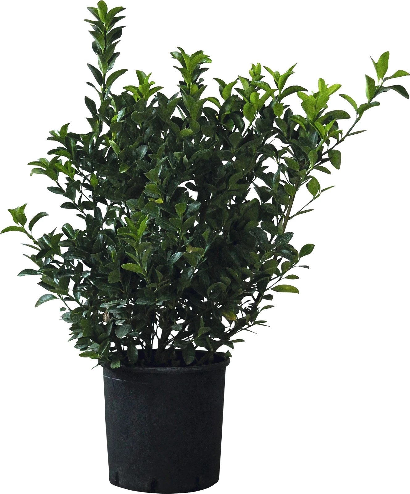 Euonymus Jap.Benkomasaki  P10 l