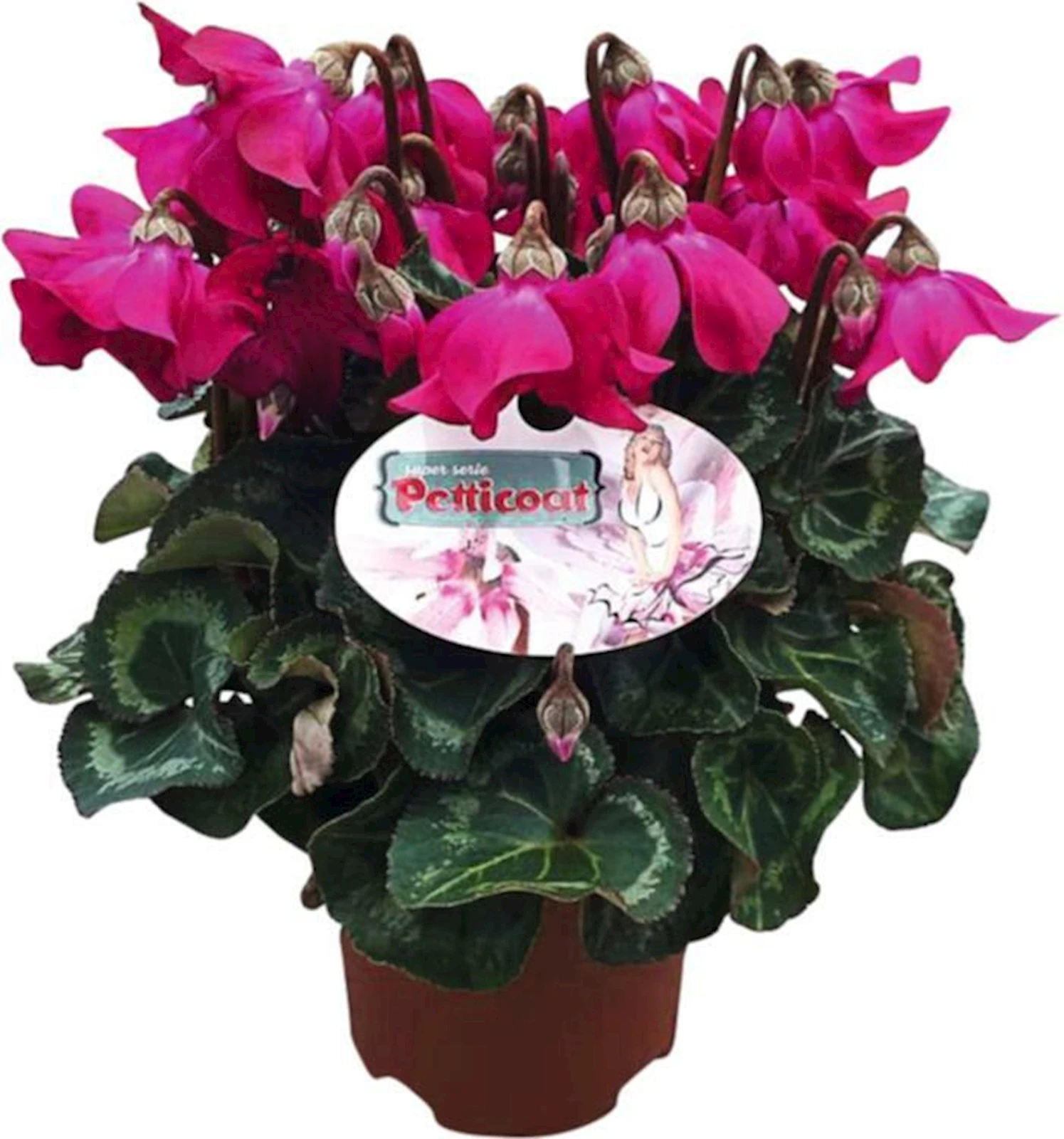 Cyclamen Petticoat Mix P10,5 cm