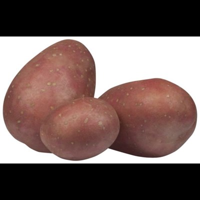 Saatkartoffeln Désirée 5 kg