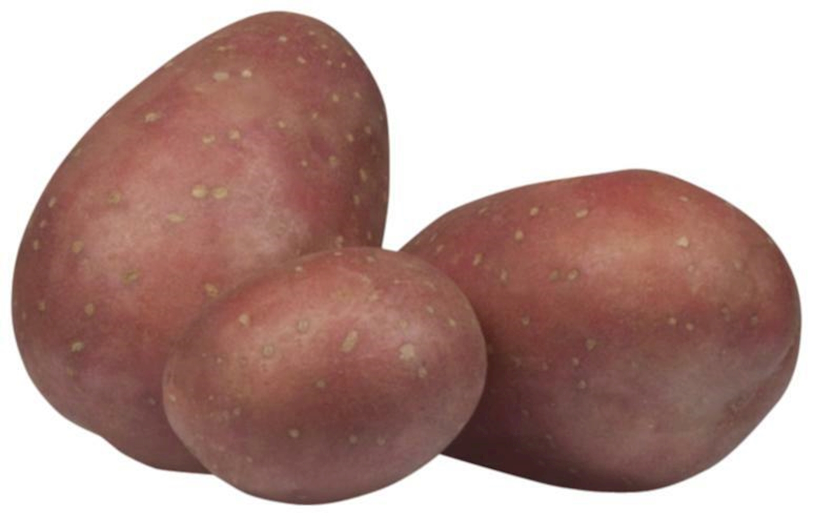 5 kg Pflanzkartoffeln Laura Saatkartoffeln Steckkartoffeln 