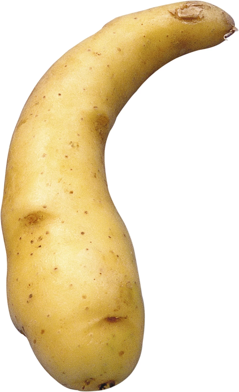 Saatkartoffeln EU Ratte 1 kg