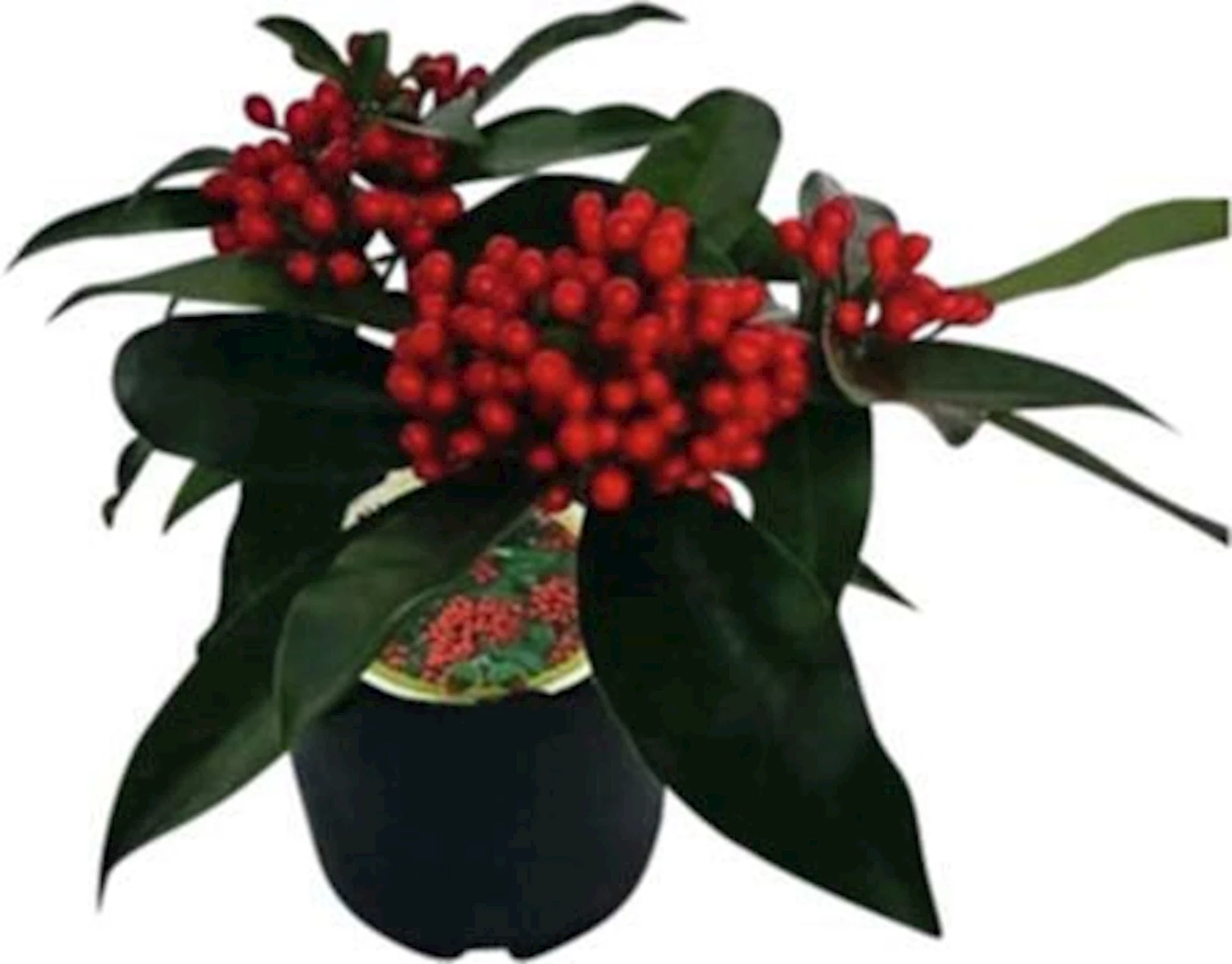 Skimmia Reevesiana P15 cm