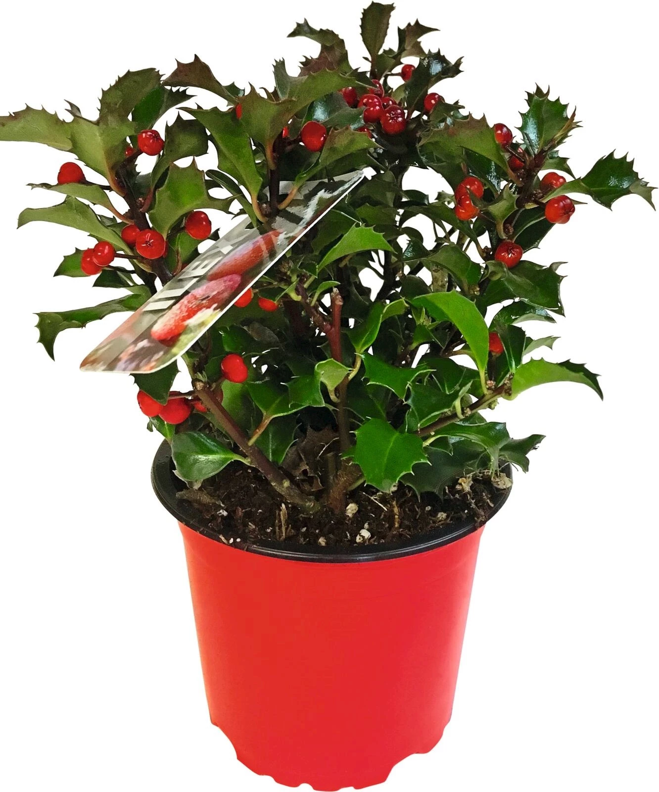 Ilex blue maid P13 cm