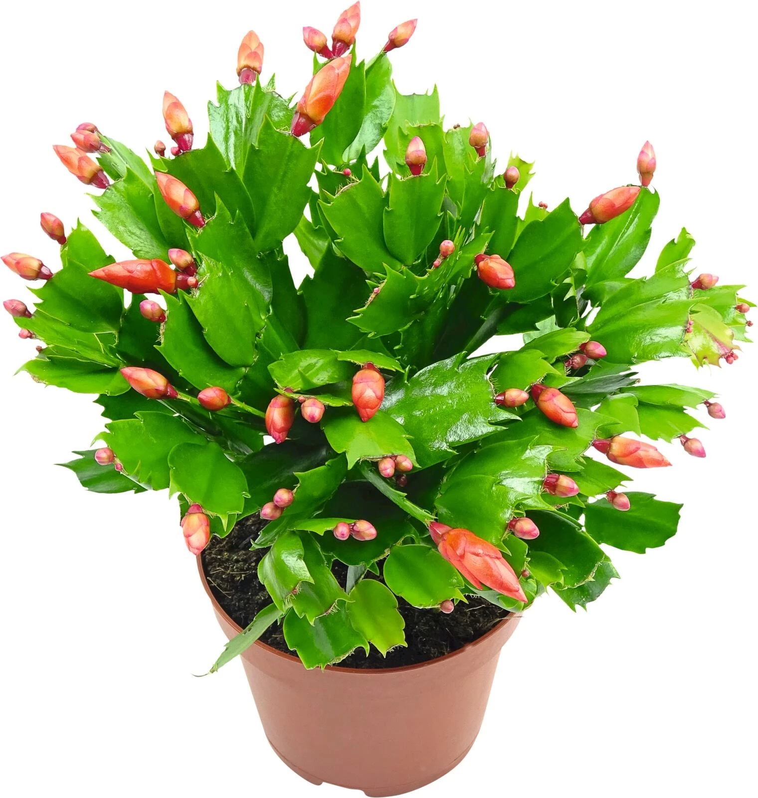 Schlumbergera P13 cm