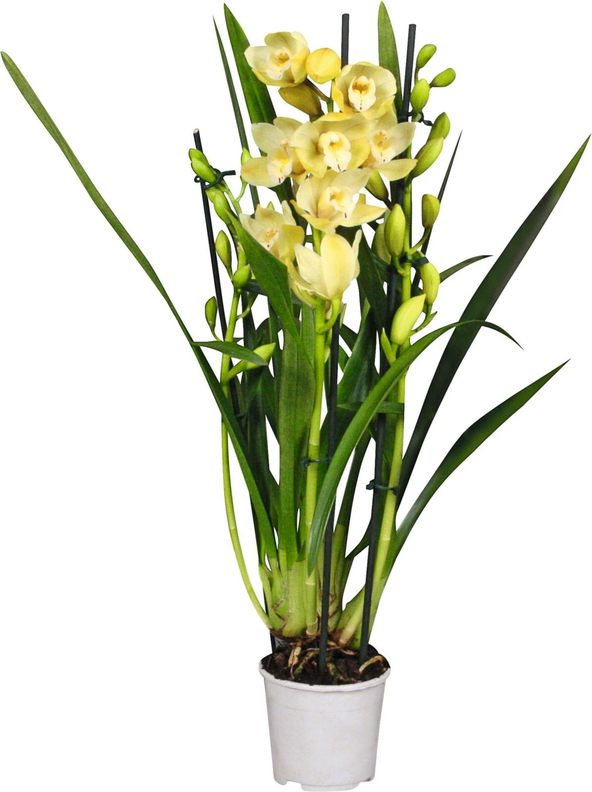 Cymbidium 3 R P12 cm