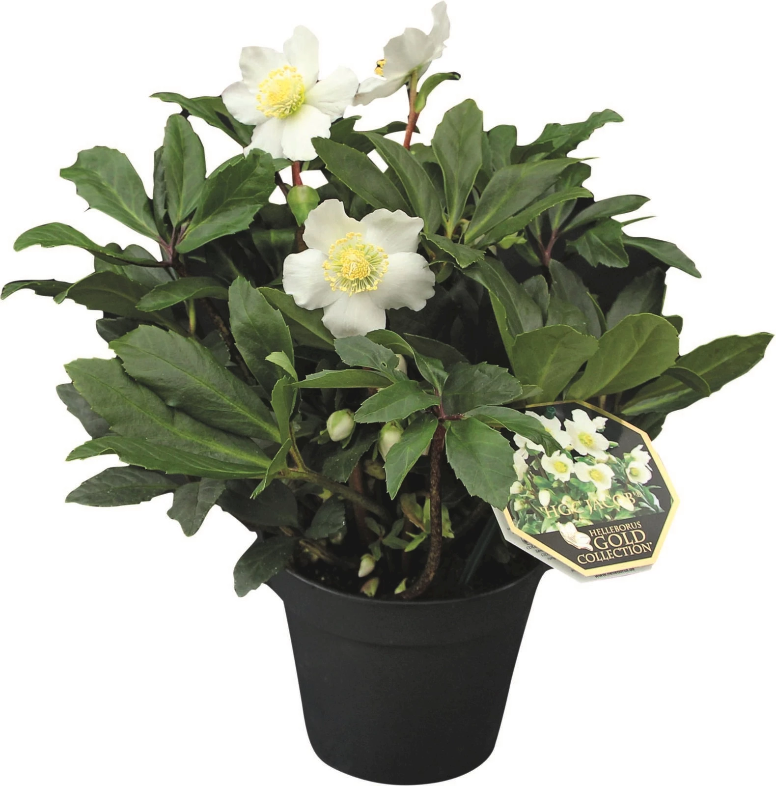 Helleborus Gold Collection P10,5 cm