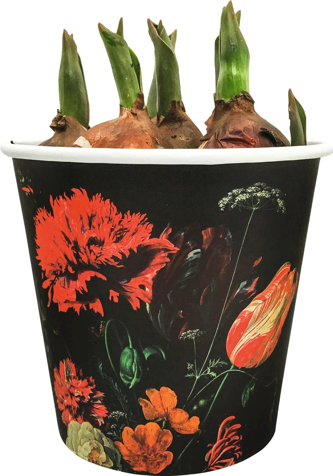 Frühlingszwiebeln Motivb. P12 cm