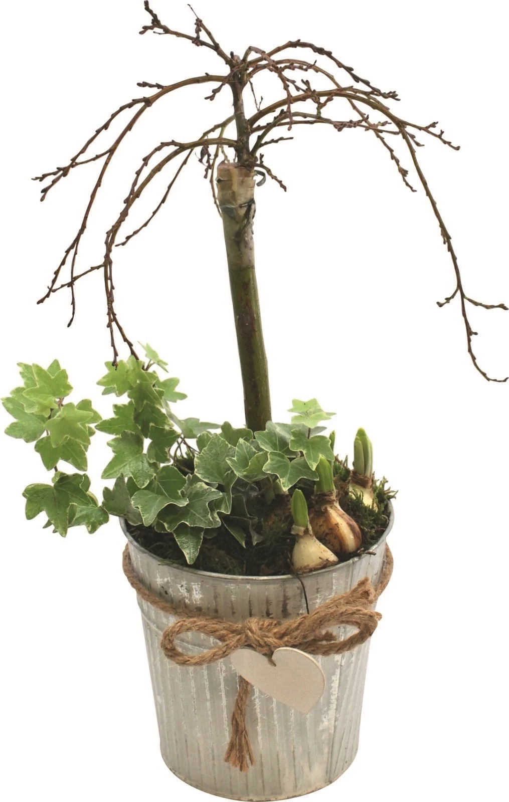 Salix mit Unterbepflanzung