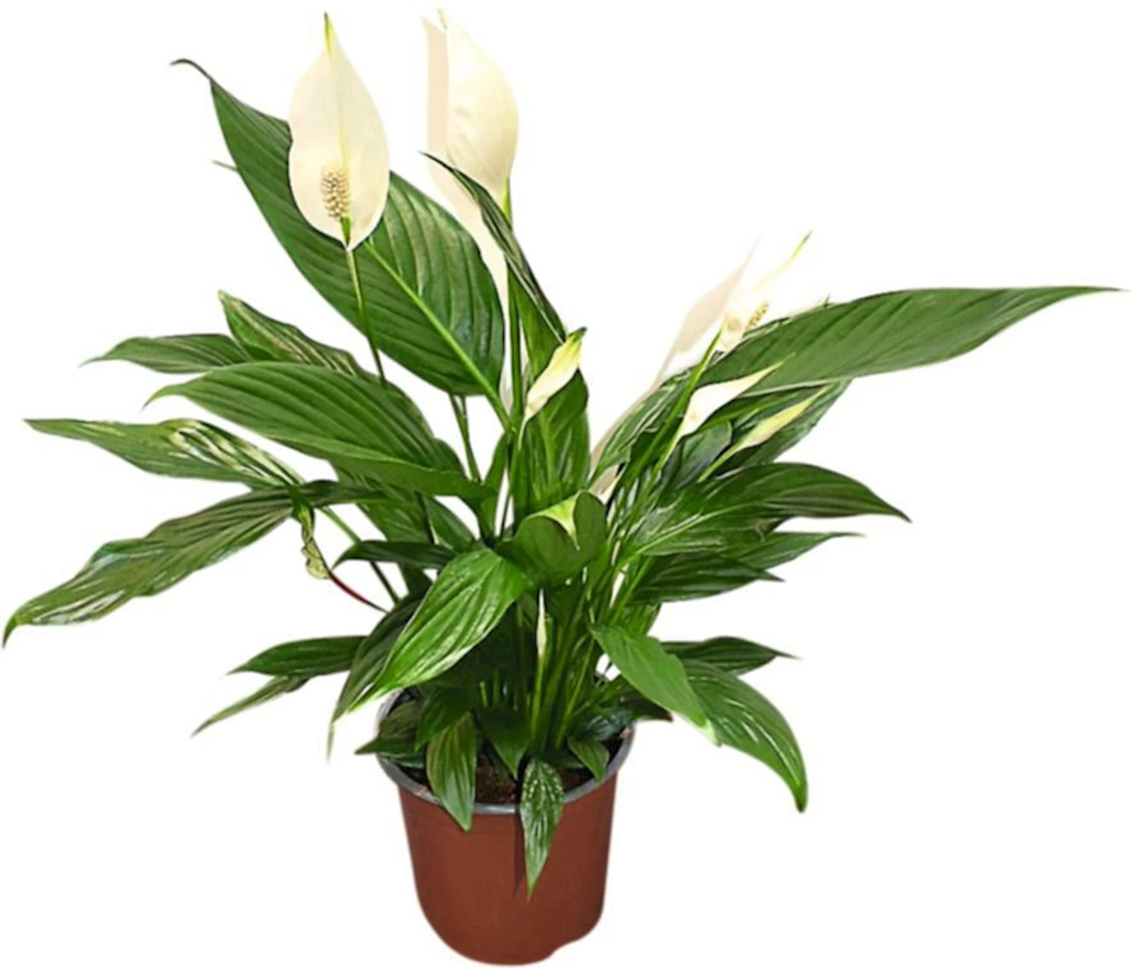 Spathiphyllum  XXL P17 cm