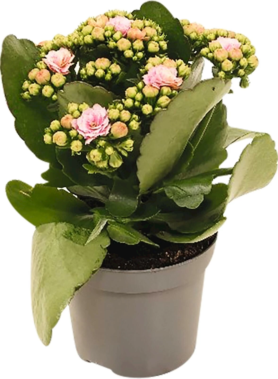 Calandiva Sonderfarben P9 cm