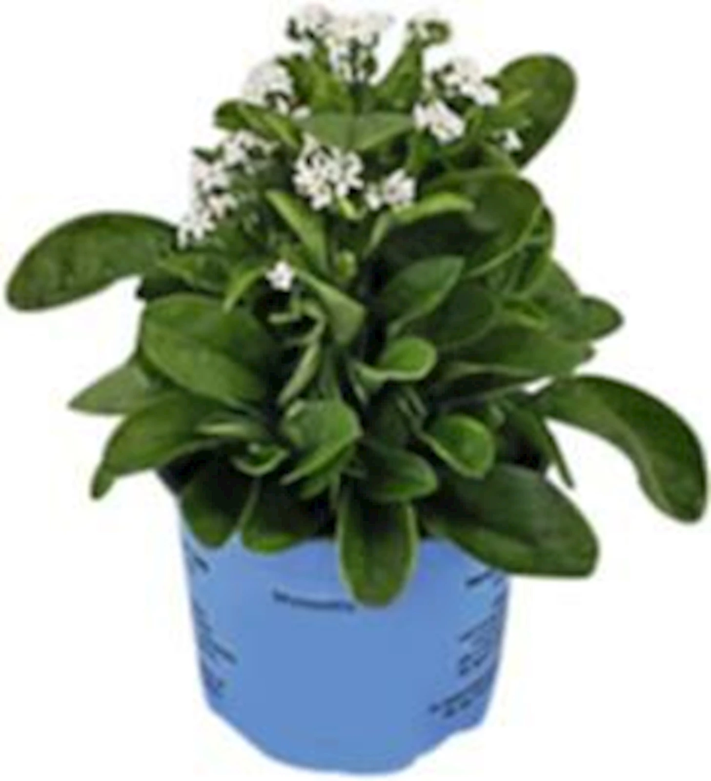 Myosotis weiss P10.5 cm