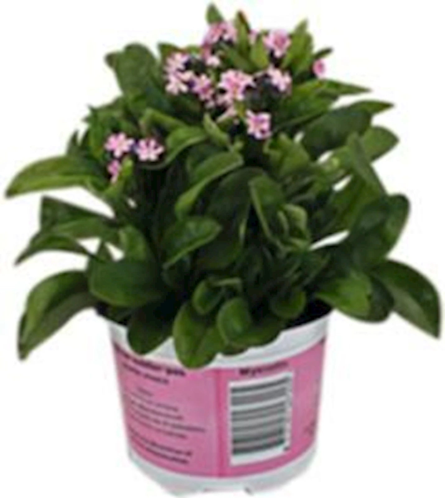 Myosotis rosa P10.5 cm