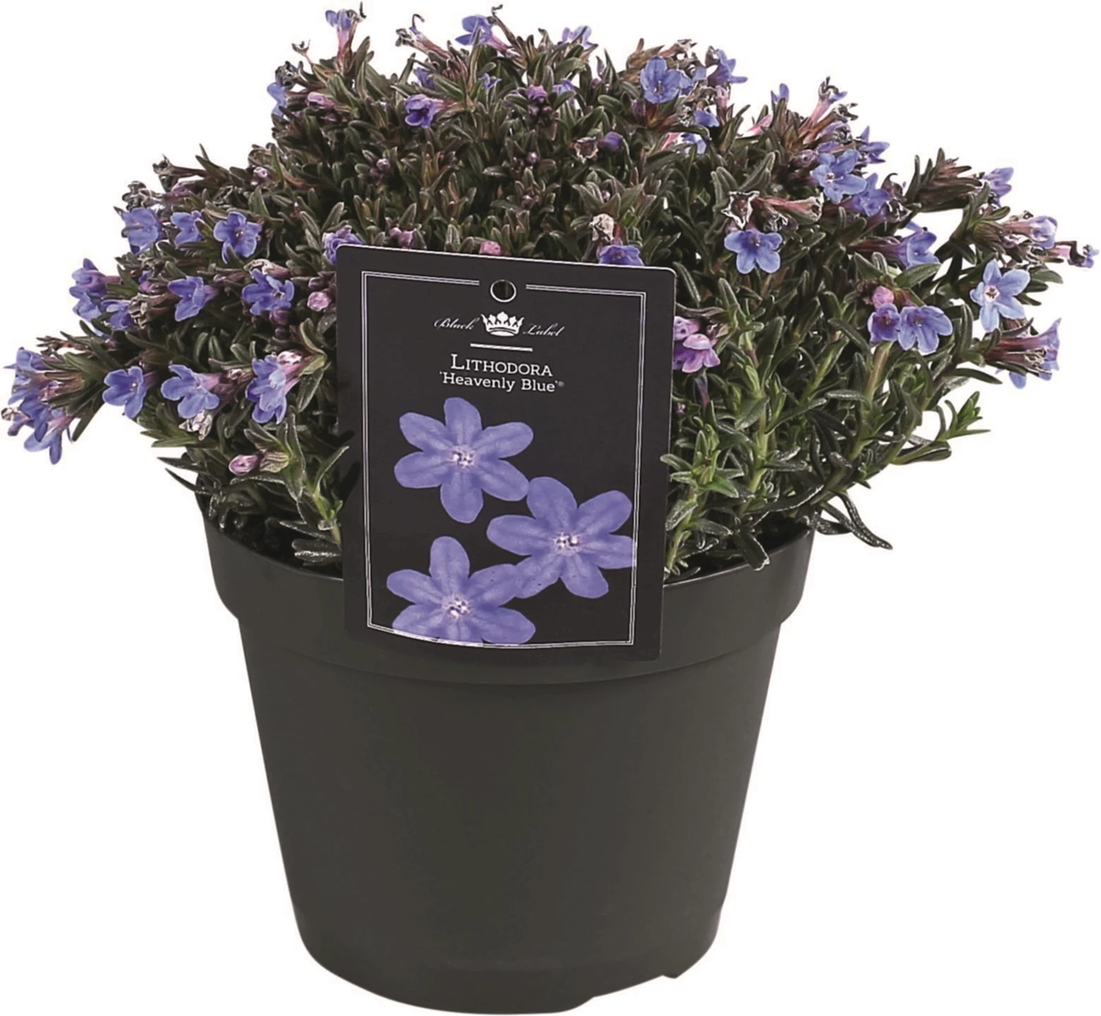 Lithodora Heavenly blue P15 cm