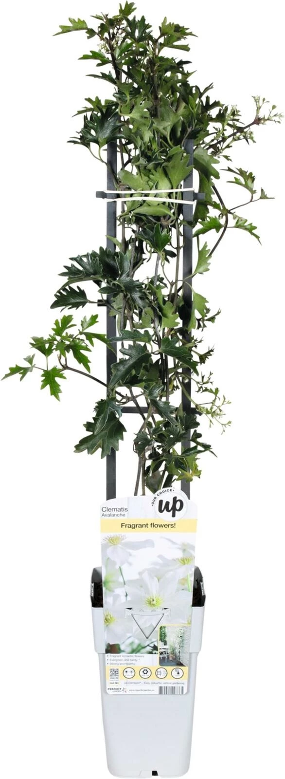 Clematis Avalanche P15 cm