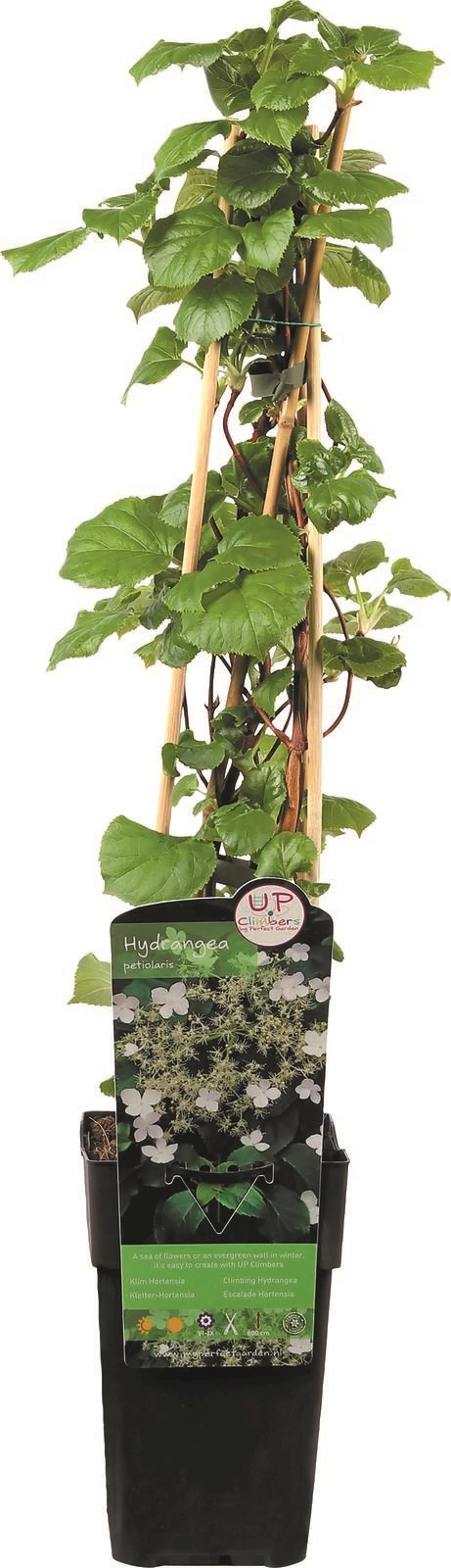 Kletterhortensien P15 cm